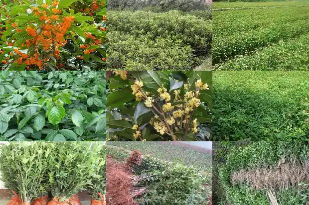 桂花树苗价格多少一盆好看的1683767888718