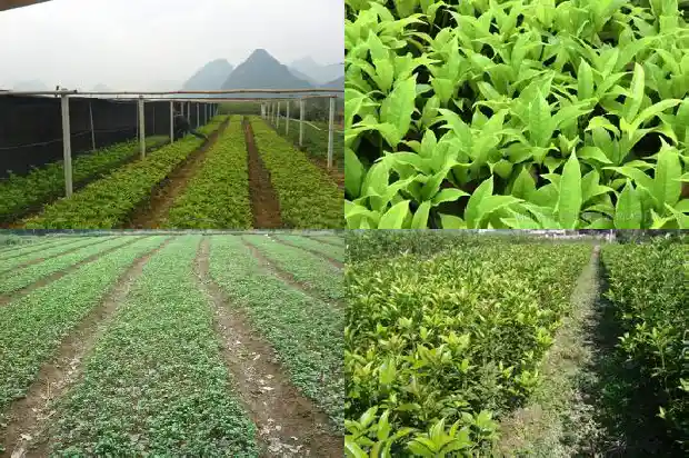 桂花树苗价格多少一盆好看的1683767888766