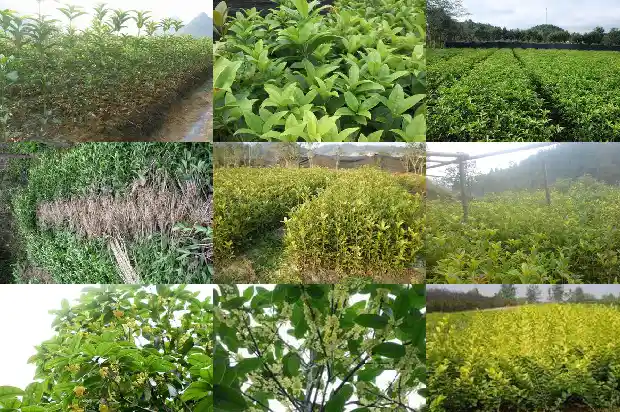 桂花树苗价格多少一盆好看的1683767888813