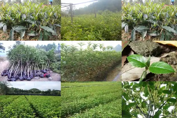 桂花苗批发多少钱一棵呢1683767898652