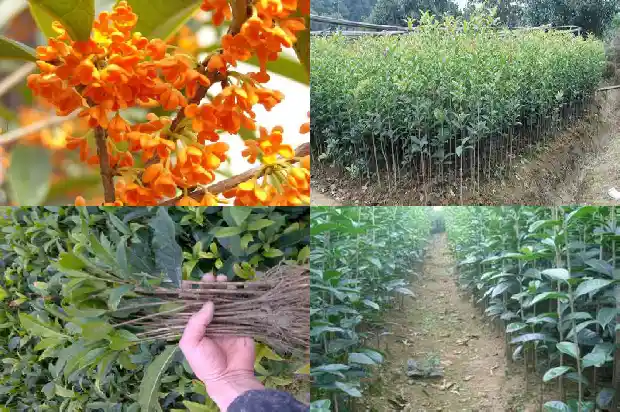 桂花苗批发多少钱一棵呢1683767898700