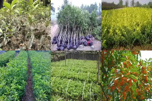 桂花的种苗价格是多少钱一颗呢1683767906579