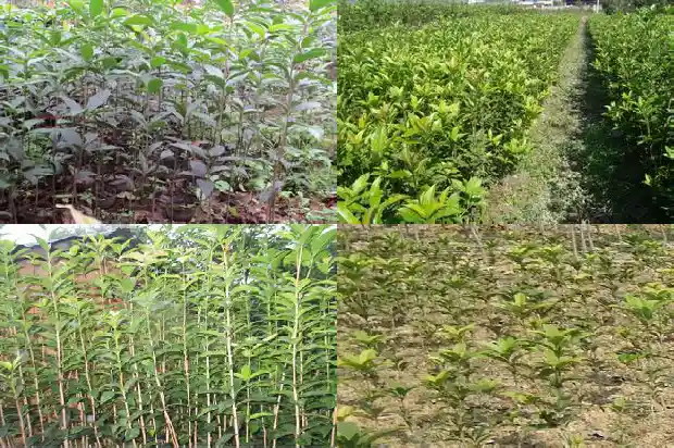 桂花的种苗价格是多少钱一颗呢1683767906627