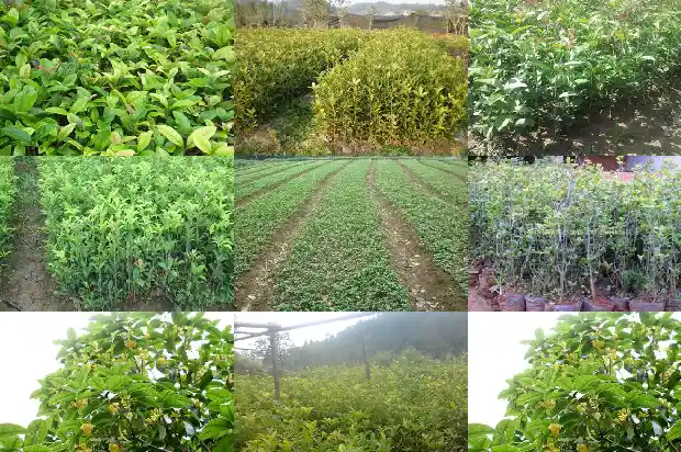 桂花种苗批发厂家在哪里有1683767916443
