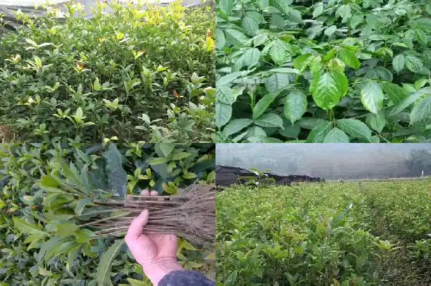 桂花种苗批发厂家在哪里有1683767916491