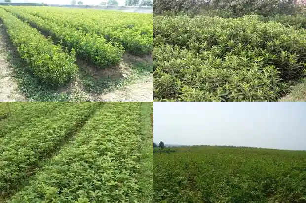 桂花种苗批发厂家在哪里有1683767916539