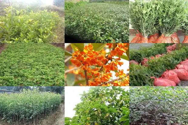 桂花树苗批发厂家地址1683767928384