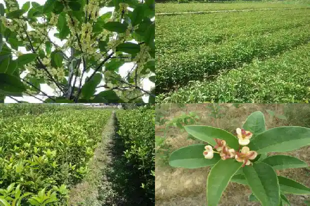 桂花树苗批发厂家地址1683767928432