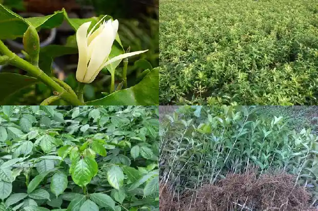 桂花树苗批发厂家地址1683767928480