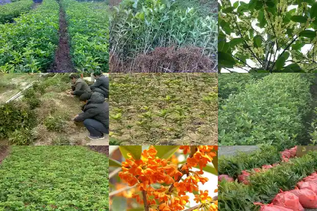 批发桂花小苗价格表1683767937866