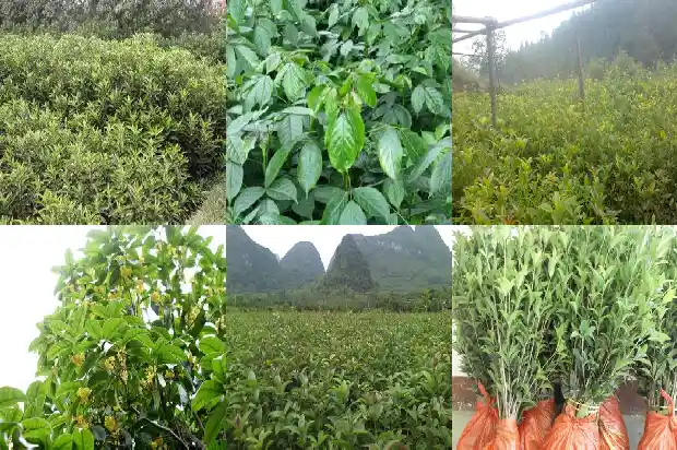 批发桂花小苗价格多少1683767950125