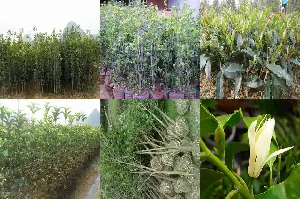 批发桂花小苗价格多少1683767950173