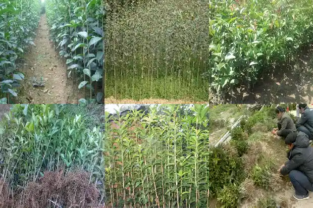 批发桂花小苗价格多少1683767950269