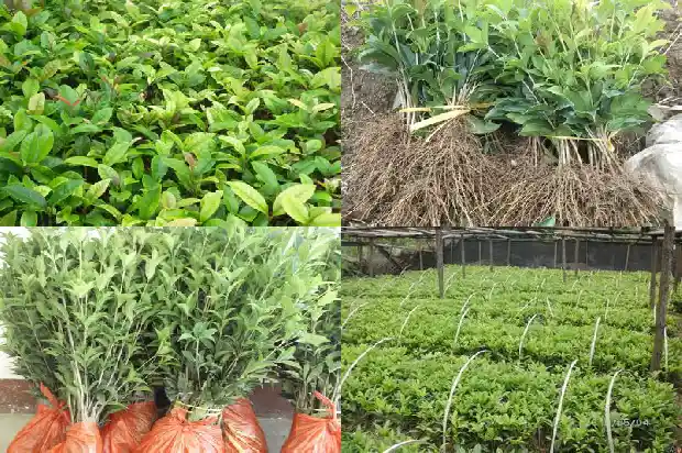 桂花种子什么时候播种最好如何播种1683767992274