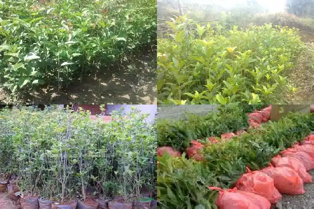 有收桂花树的吗1690504630190
