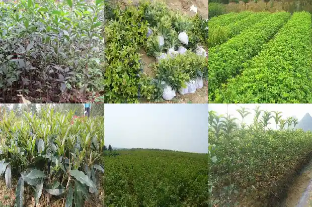 桂花种子什么时候播种最好如何播种1683767992368