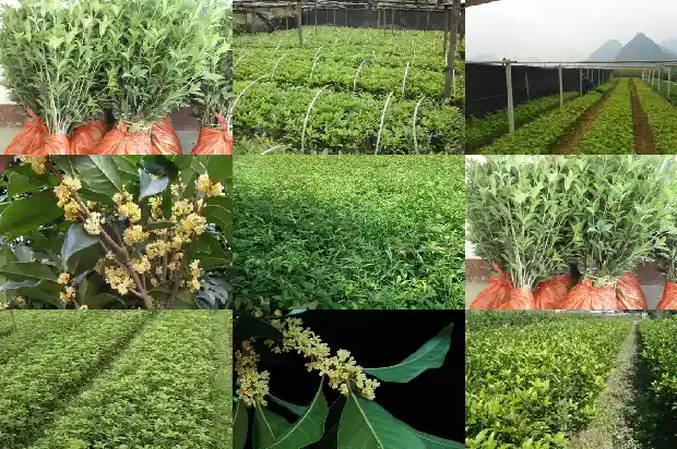 桂花种子育苗方法1683768001913