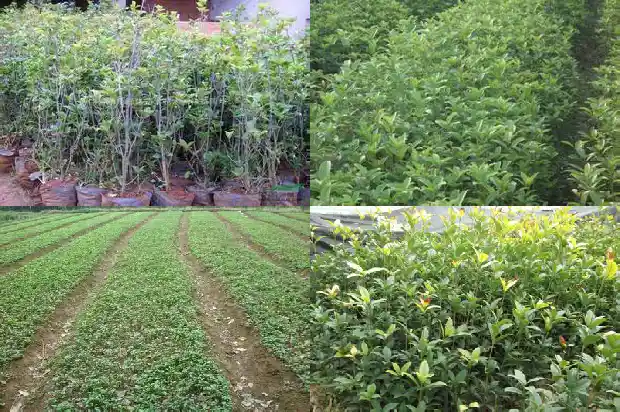 桂花育苗技术措施1683768011875