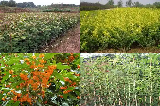 桂花育苗技术措施1683768011922