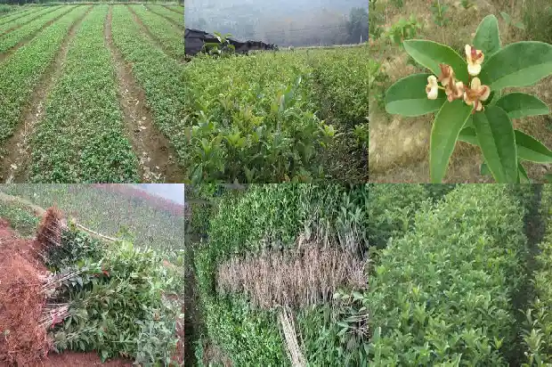 桂花育苗技术措施1683768011969