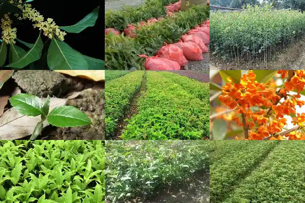 桂花育苗技术培训1683768022005