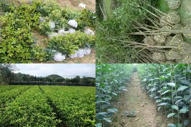 八月桂花树价格表最新消息1689985555090