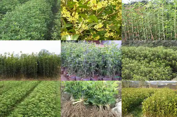 桂花育种方法和技术1683768033618