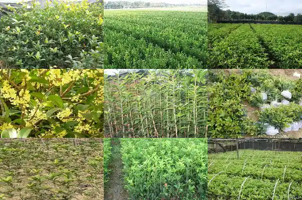 桂花育种方法和技术1683768033666