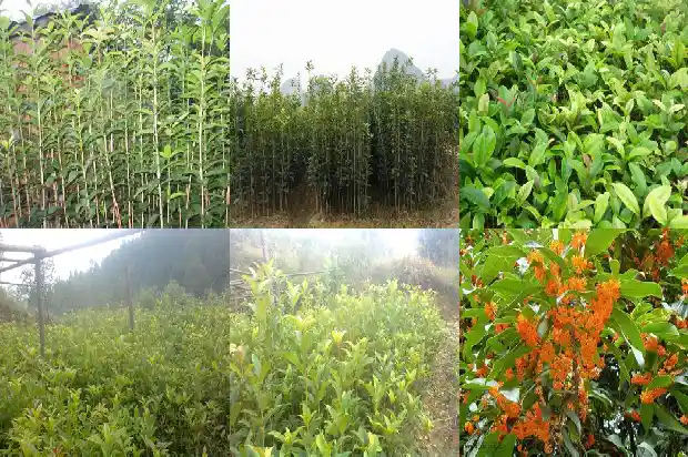 桂花育种方法和技术1683768033712