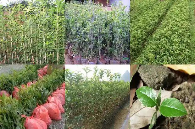 桂花树播种繁殖方式有哪些1683768043539