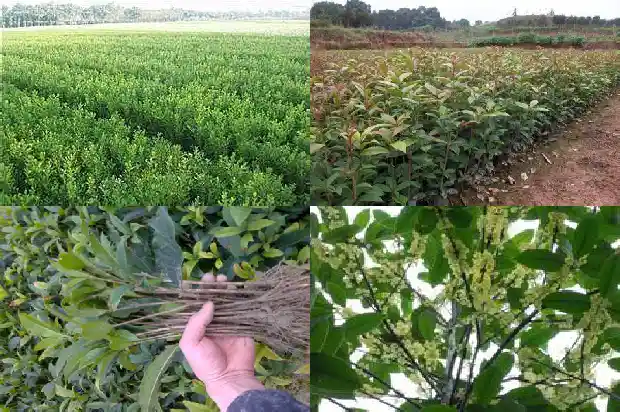 门口不能种桂花树吗1690677373020