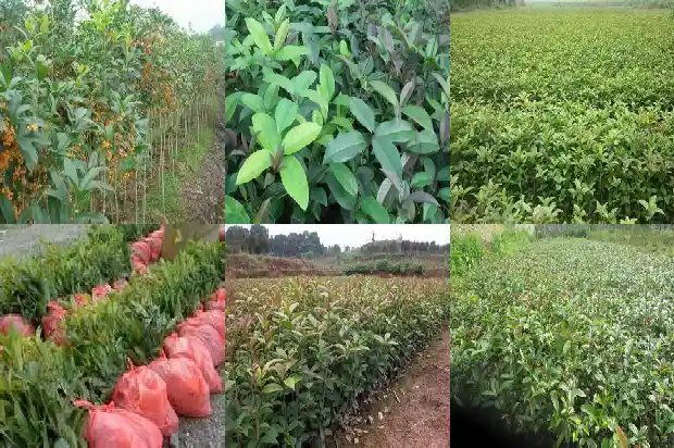 桂花树的育苗方法和注意事项1683768053457