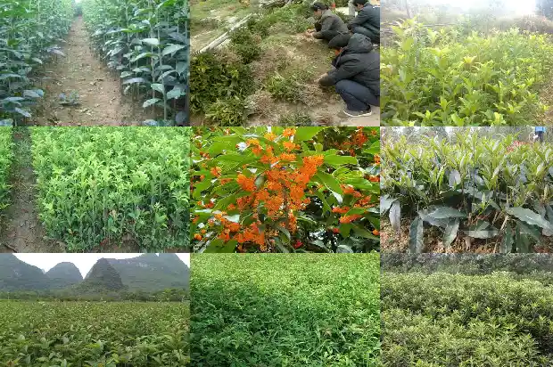 桂花树的育苗方法和注意事项1683768053505