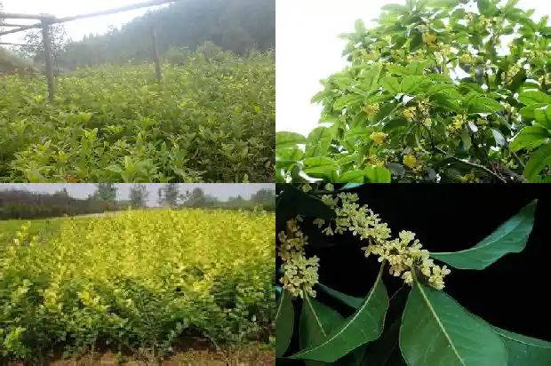 桂花种子如何播种的1683768063070