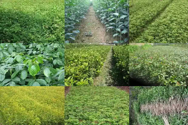 24公分桂花树价格是多少钱一棵1689837554413