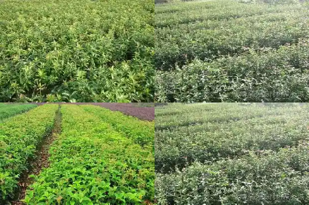 桂花种子播种技术要点1683768072834