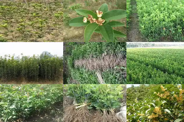 桂花种子播种技术要点1683768072881