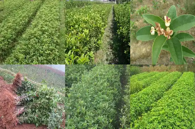 桂花种子播种技术要点1683768072927