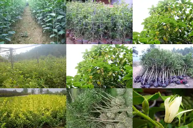 桂花苗圃基地怎么样1683768104576