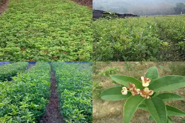 桂花苗圃基地怎么样1683768104624