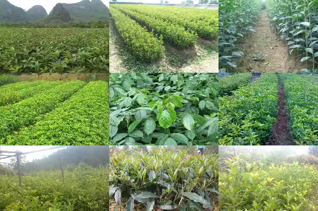 桂花种苗的价格是多少钱一颗呀1683768114445