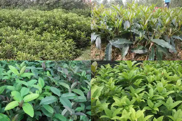 桂花种苗的价格是多少钱一颗呀1683768114491