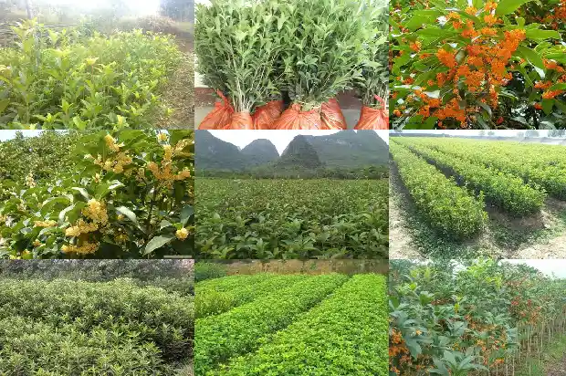 家里养桂花树的寓意和象征1690677235776