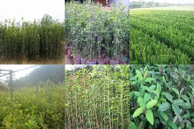 八月桂花还是十月桂花1683768133761