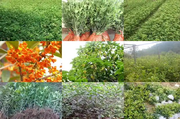 桂花在八月还是九月开花1683768141223
