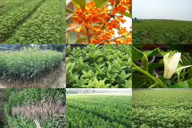 九月有桂花吗?1683768159331