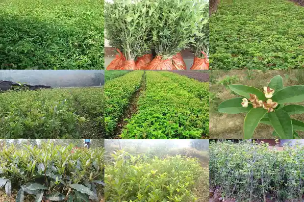 九月有桂花吗?1683768159379