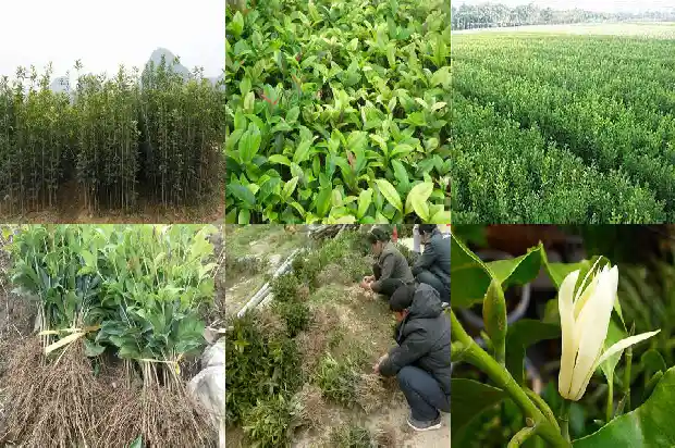 3公分粗的桂花树苗盆栽用多大的盆1690849821088