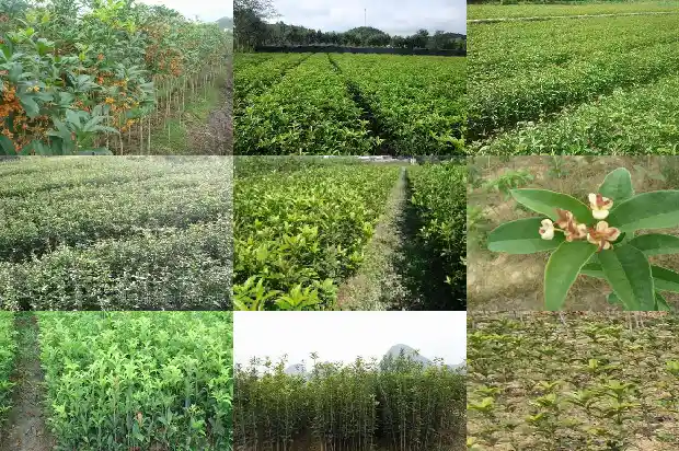 桂花香水 知乎1683768171020
