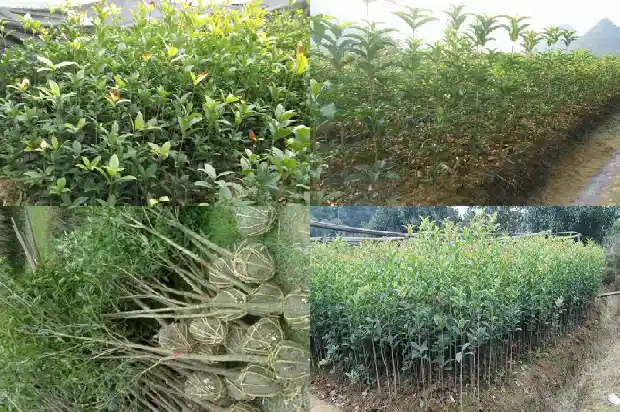 桂花树桩可以嫁接什么树1690417974697